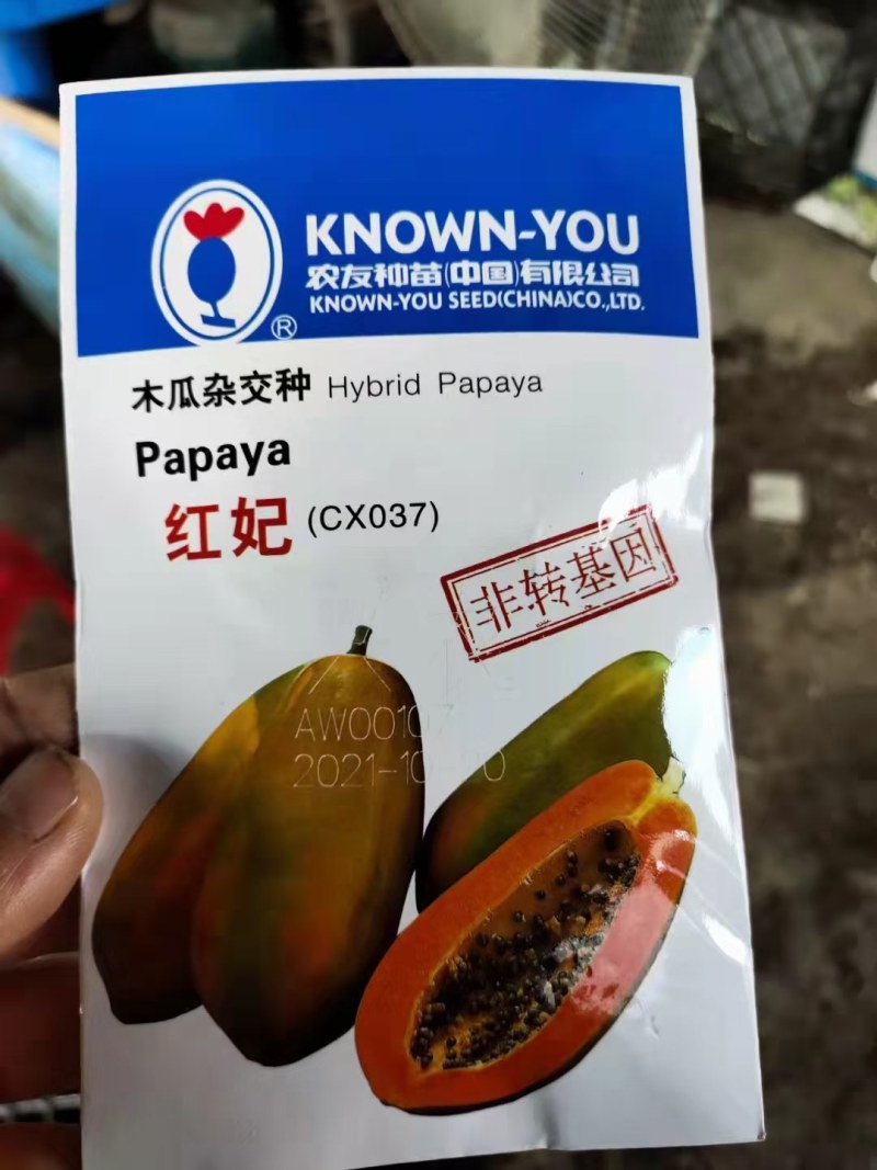 水果木瓜苗大量供应质量优常年供应