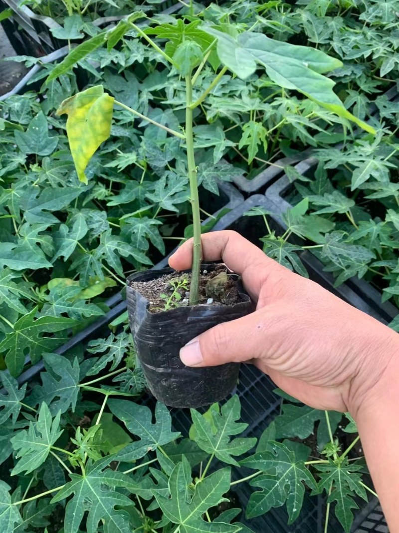 水果木瓜苗大量供应质量优常年供应
