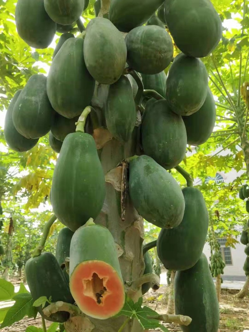 水果木瓜苗大量供应质量优常年供应