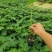 水果木瓜苗大量供应质量优常年供应
