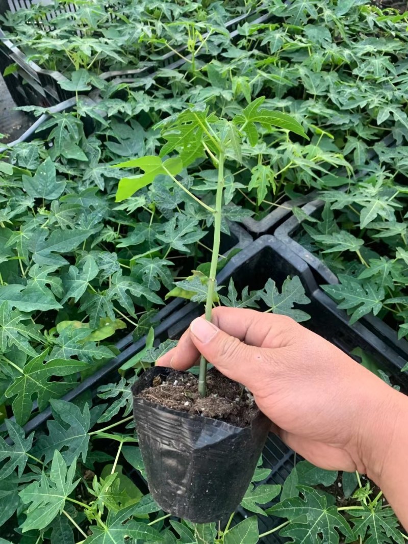 水果木瓜苗大量供应质量优常年供应