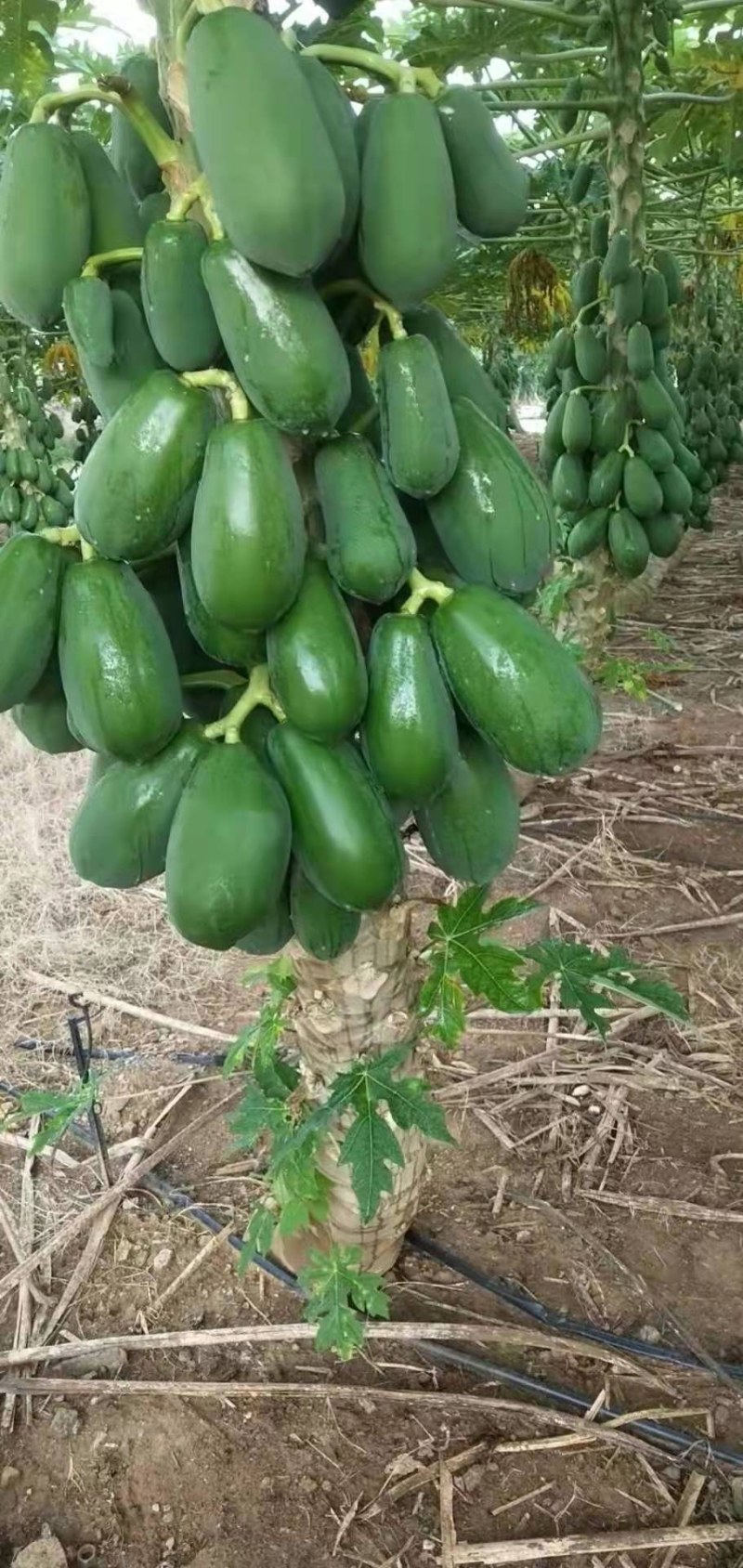 水果木瓜苗大量供应质量优常年供应