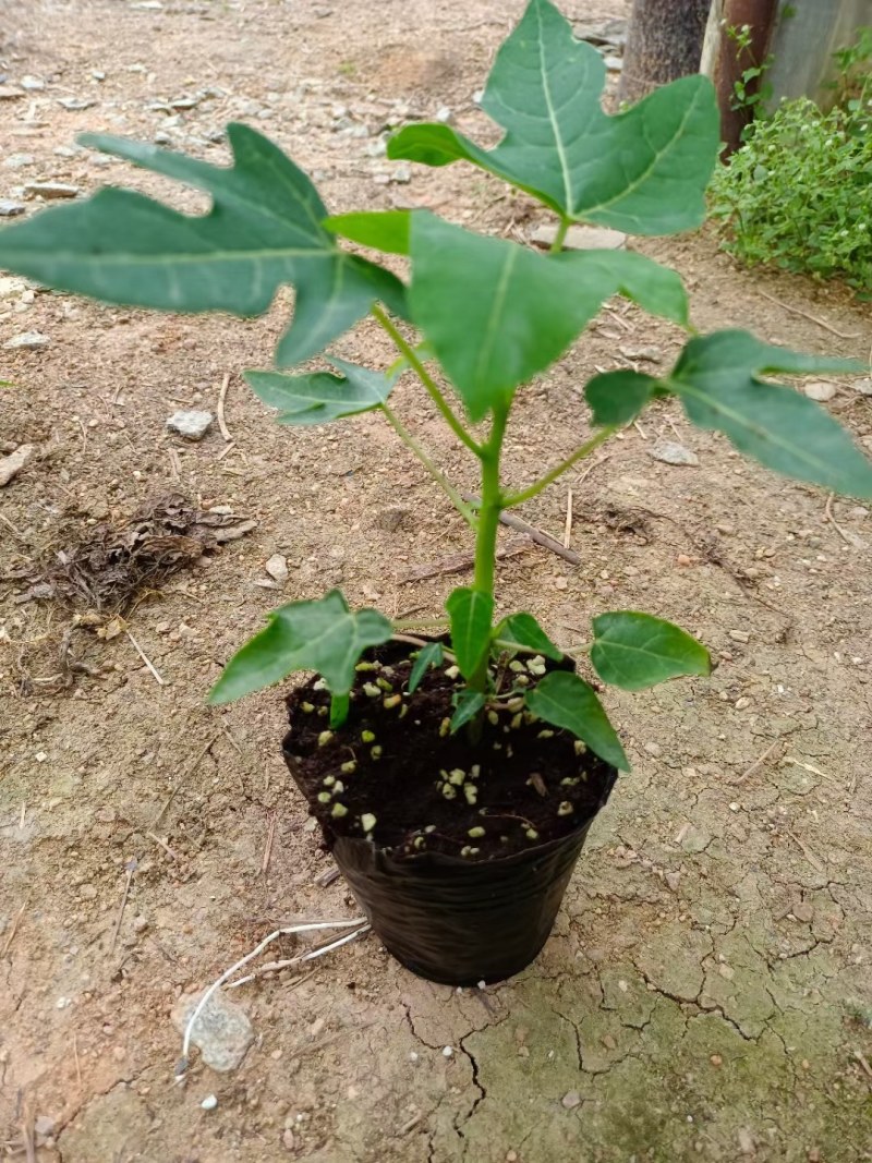 水果木瓜苗大量供应质量优常年供应