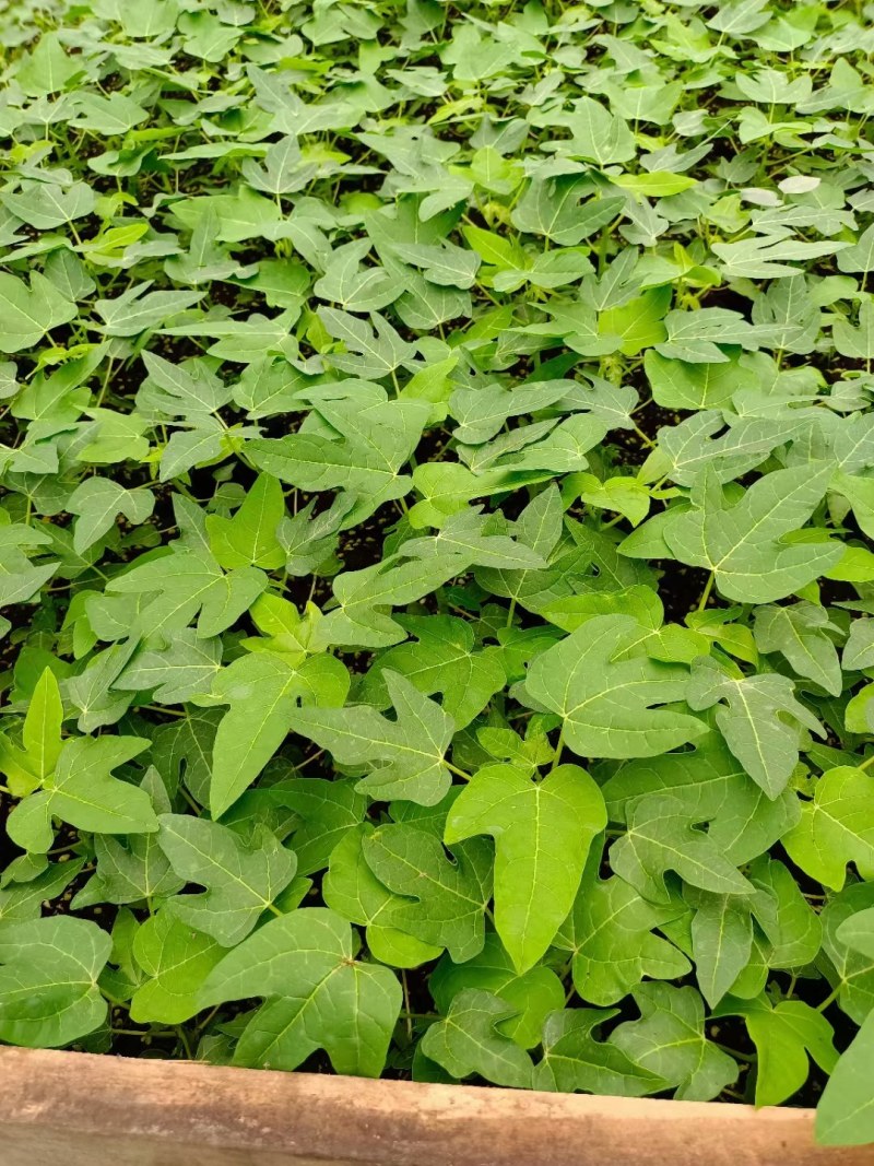 水果木瓜苗大量供应质量优常年供应