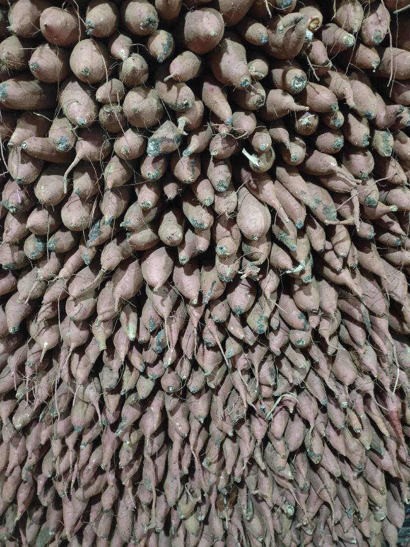 板栗薯:秦五，红皮白心，大小细长条，通货和优质货！