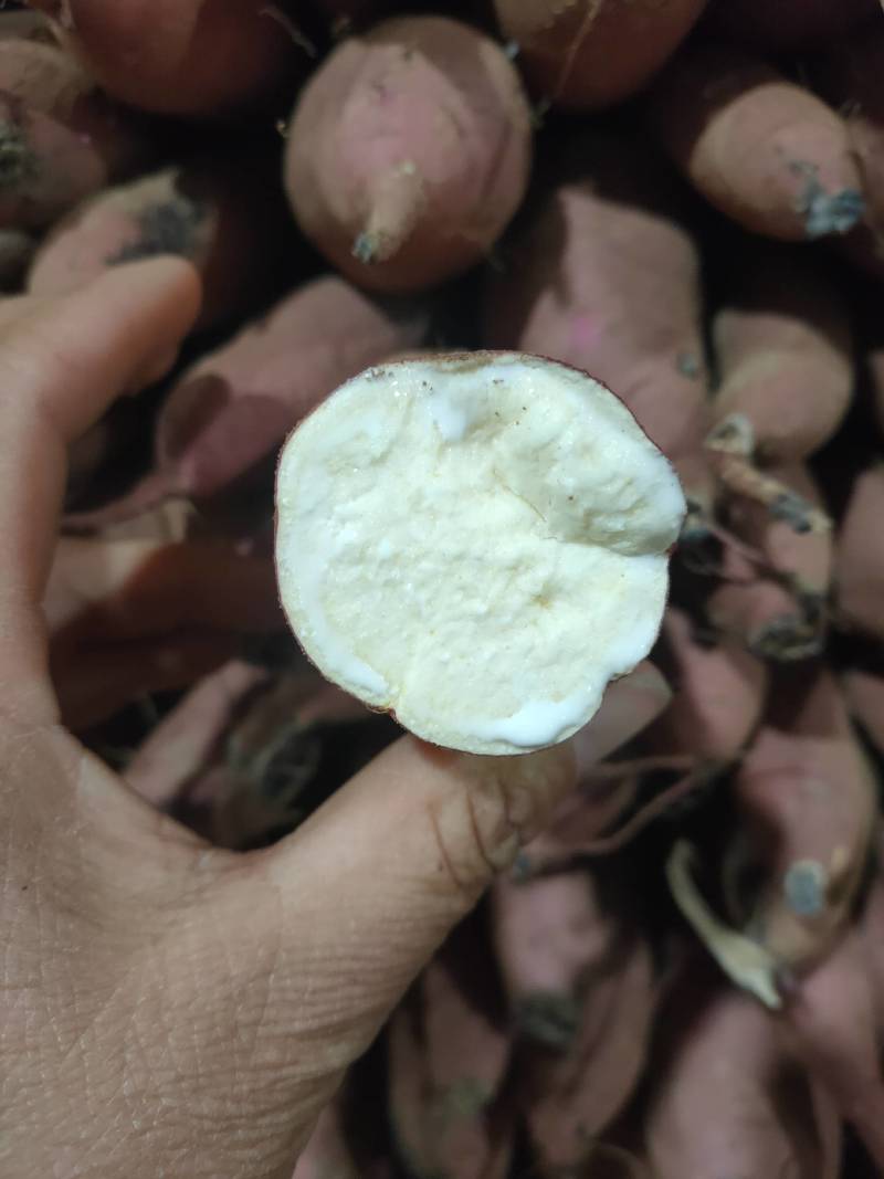 板栗薯:秦五，红皮白心，大小细长条，通货和优质货！