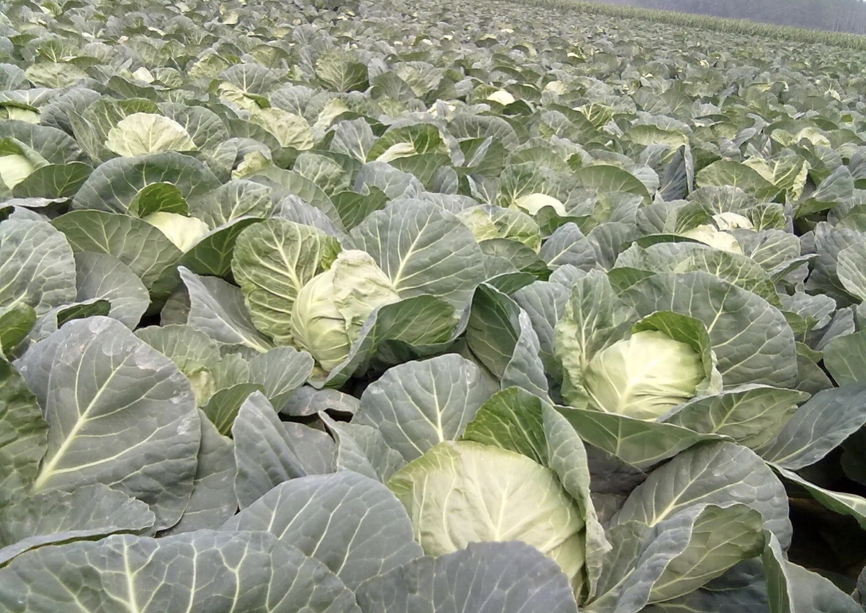 甘肃高原圆包菜种植基地,蓝天白云下绿意盎然的包菜田 甘肃高原圆包菜种植基地