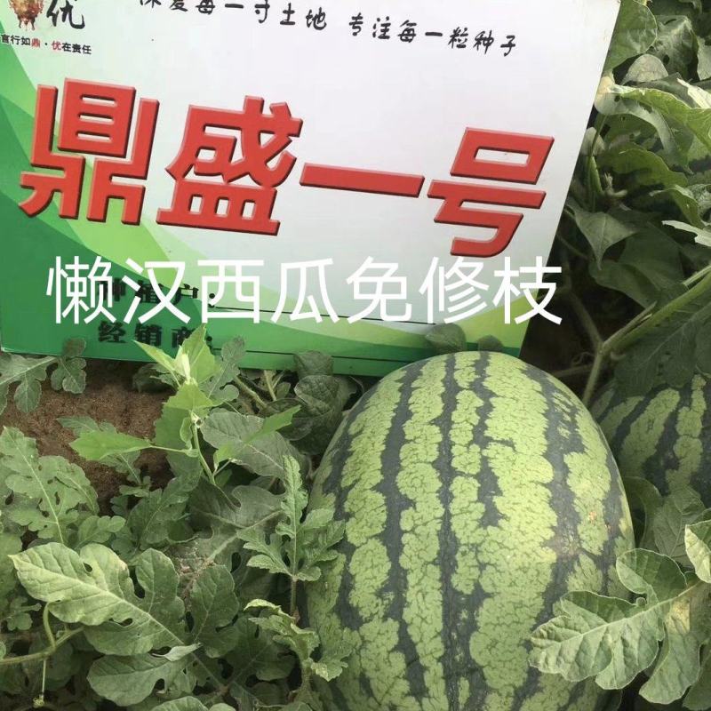 鼎盛一号懒汉西瓜种子抗病高产含糖量高易管理亩产15000