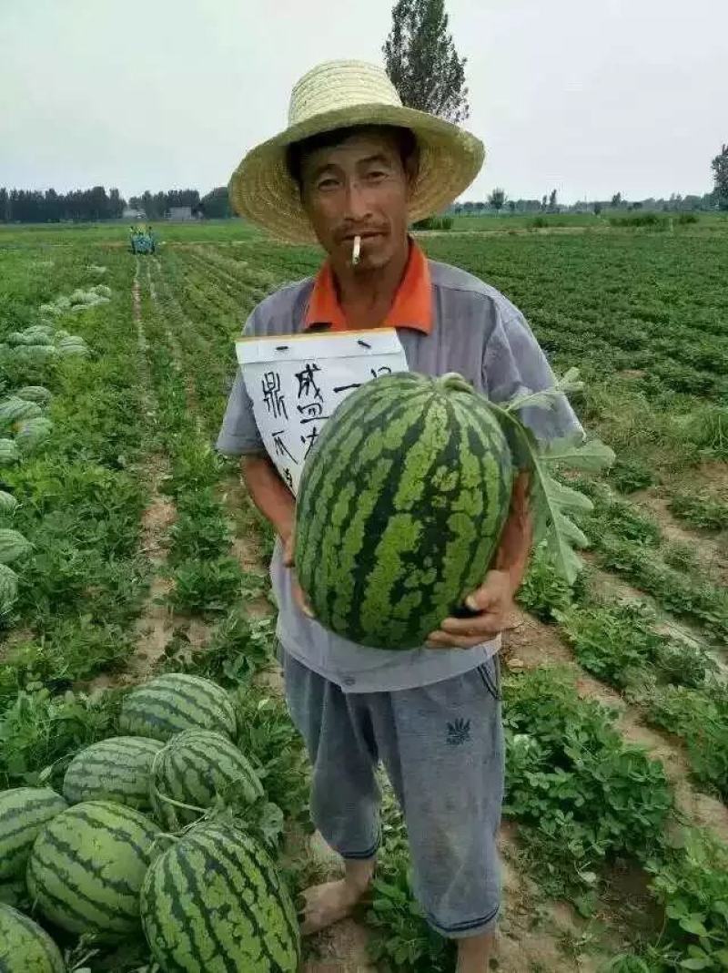 鼎盛一号懒汉西瓜种子抗病高产含糖量高易管理亩产15000