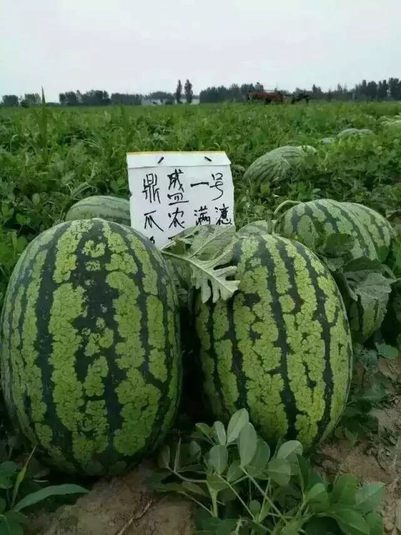 鼎盛一号懒汉西瓜种子抗病高产含糖量高易管理亩产15000