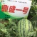 鼎盛一号懒汉西瓜种子抗病高产含糖量高易管理亩产15000
