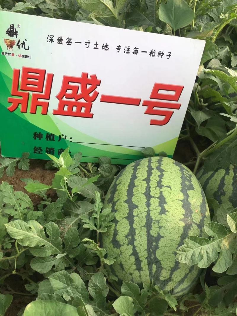 鼎盛一号懒汉西瓜种子抗病高产含糖量高易管理亩产15000