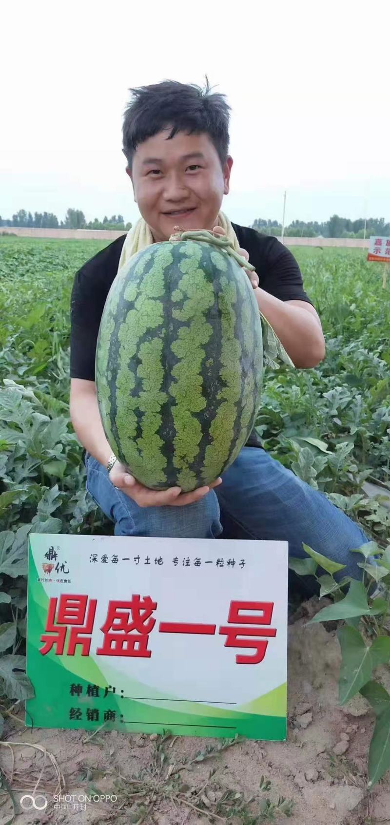 鼎盛一号懒汉西瓜种子抗病高产含糖量高易管理亩产15000