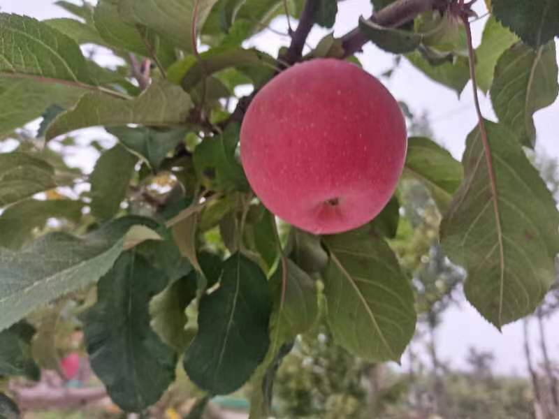 红富士苹果，苹果，供货稳定，市场价格透明，可视频看货