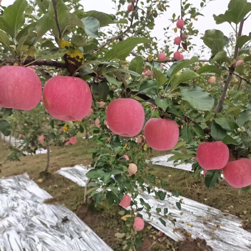 红富士苹果，苹果，供货稳定，市场价格透明，可视频看货