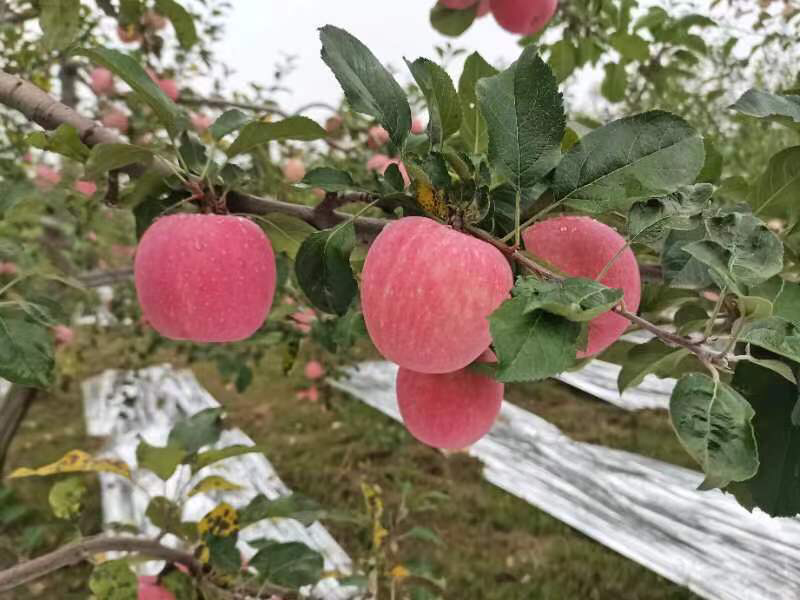 红富士苹果，苹果，供货稳定，市场价格透明，可视频看货