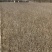 沙棘小苗