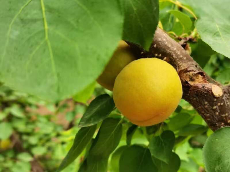 成熟鲜杏(Prunus armeniaca)完整果实高清特写,展示典型金黄底色覆红晕、微绒毛表皮、果肉细腻多汁、核未硬化,体现其作为碱性食物的天然代谢优势原料特征 鲜杏果实特写:金黄色绒毛果皮、饱满果肉与浅橙色果肉横切面,果核尚未木质化,呈现新鲜采摘状态