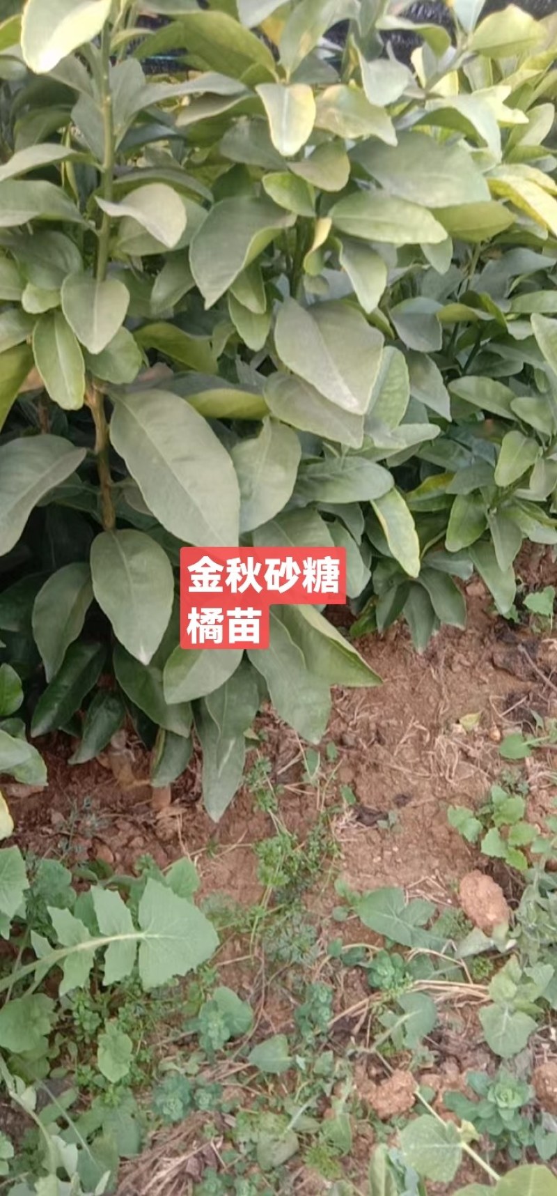 【优质热卖】金秋砂糖橘苗，皮薄无籽，脆蜜金柑苗，基地直。