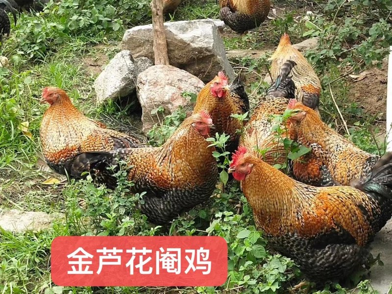 脱温芦花鸡苗3至5两左右