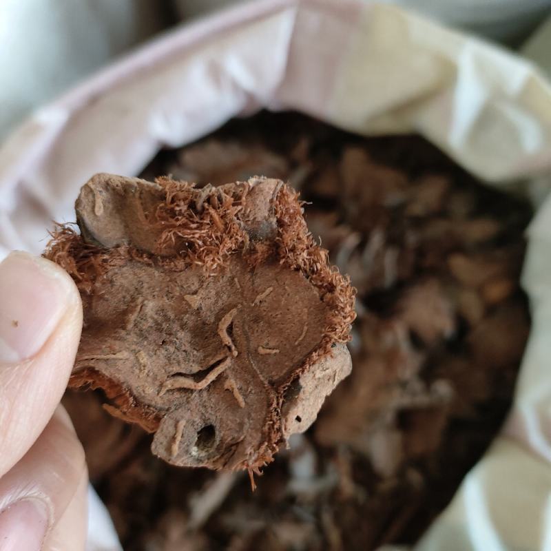 贯众贯仲贯节祥泰药材栈中药材批发零售实物拍