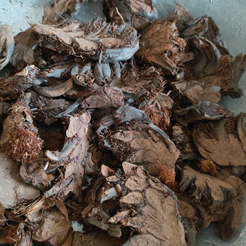 贯众贯仲贯节祥泰药材栈中药材批发零售实物拍