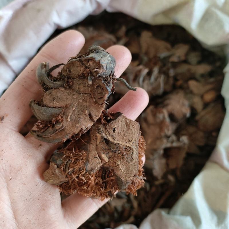 贯众贯仲贯节祥泰药材栈中药材批发零售实物拍