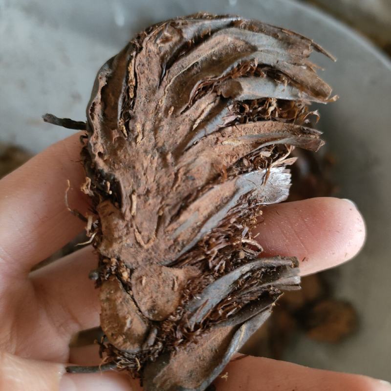 贯众贯仲贯节祥泰药材栈中药材批发零售实物拍