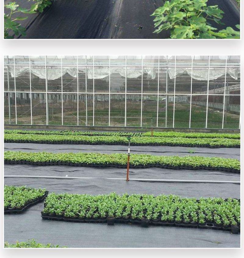 防草布，除草布农用盖草布抑草布抗老化果园防草布透气透水批