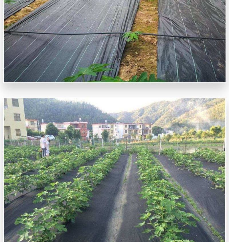 防草布，除草布农用盖草布抑草布抗老化果园防草布透气透水批