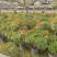 2302基地供应橙钟花盆栽1-2米高棒棒糖花境