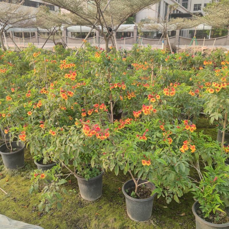 2302基地供应橙钟花盆栽1-2米高棒棒糖花境