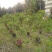 2302基地供应橙钟花盆栽1-2米高棒棒糖花境