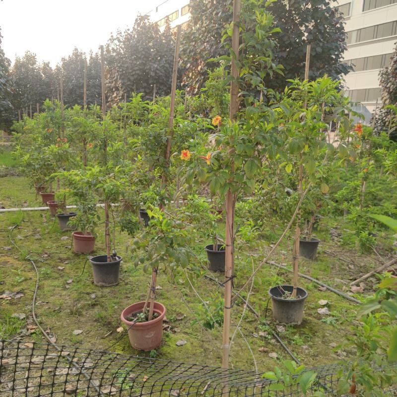 2302基地供应橙钟花盆栽1-2米高棒棒糖花境