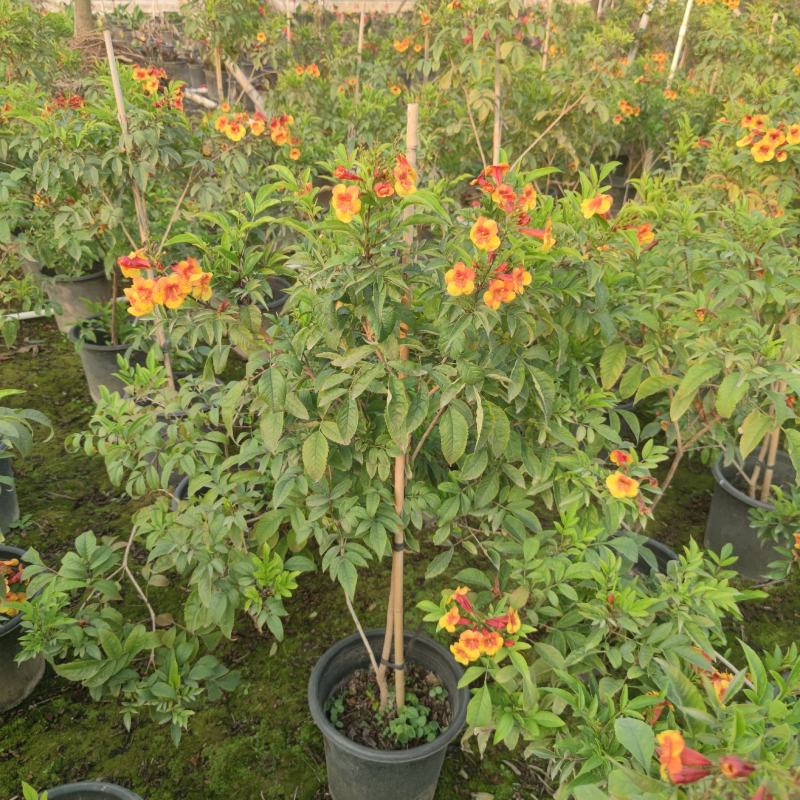 2302基地供应橙钟花盆栽1-2米高棒棒糖花境