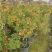 2302基地供应橙钟花盆栽1-2米高棒棒糖花境