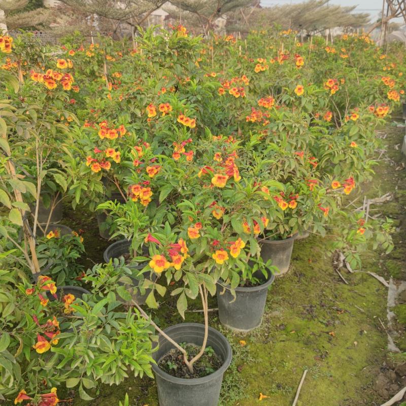 2302基地供应橙钟花盆栽1-2米高棒棒糖花境