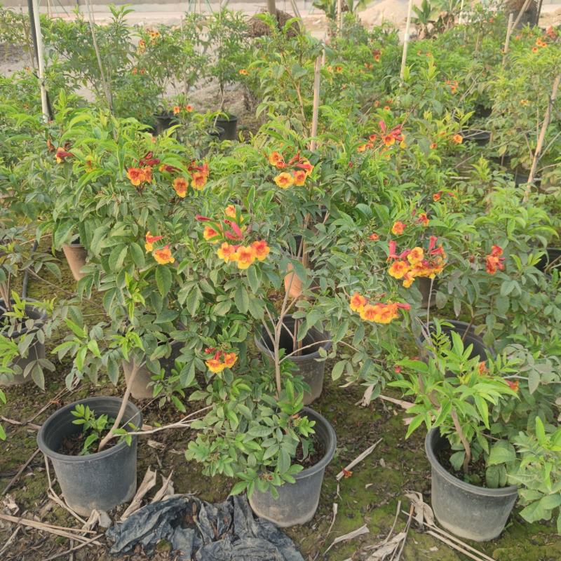 2302基地供应橙钟花盆栽1-2米高棒棒糖花境