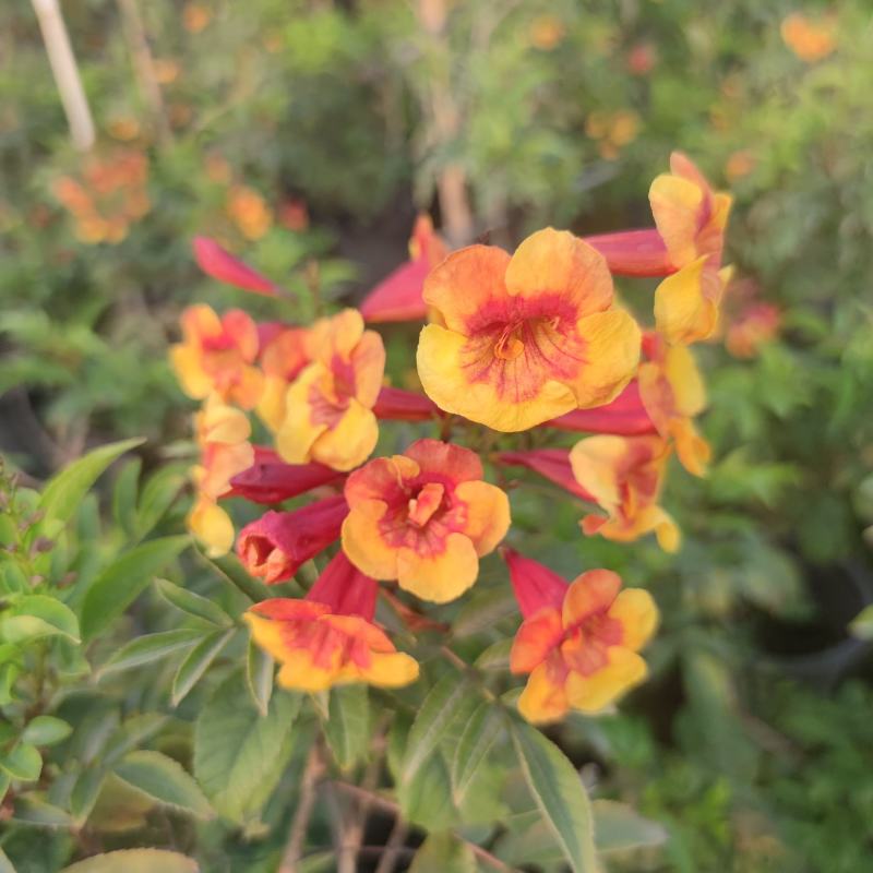 2302基地供应橙钟花盆栽1-2米高棒棒糖花境