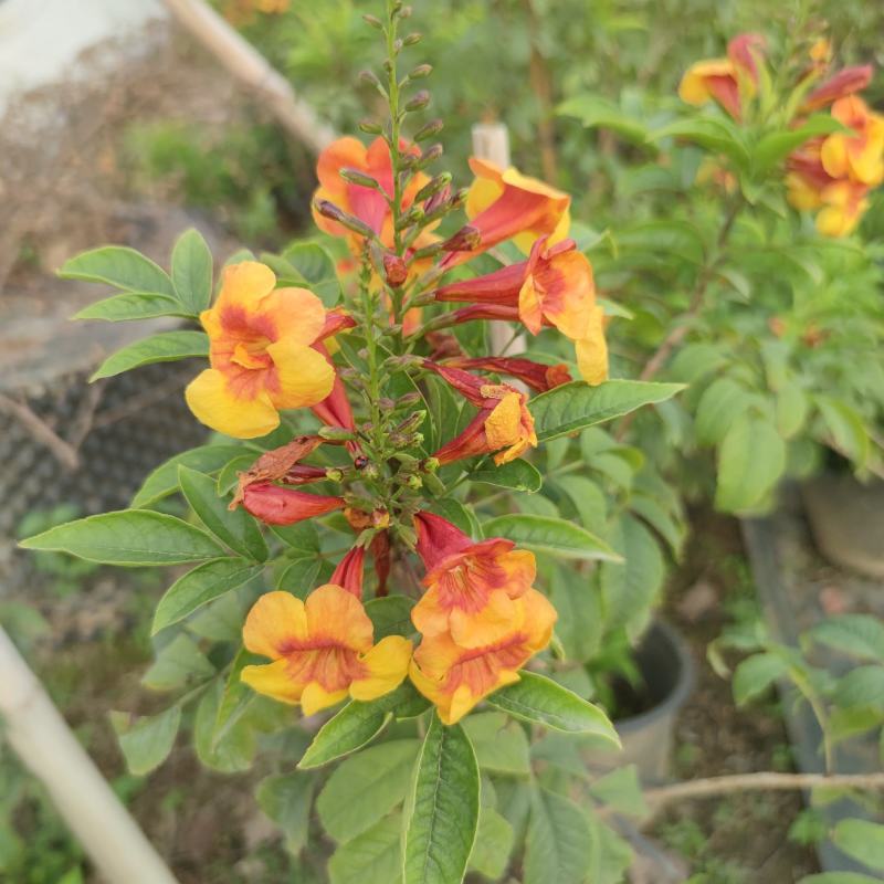 2302基地供应橙钟花盆栽1-2米高棒棒糖花境