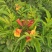 2302基地供应橙钟花盆栽1-2米高棒棒糖花境