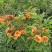 2302基地供应橙钟花盆栽1-2米高棒棒糖花境