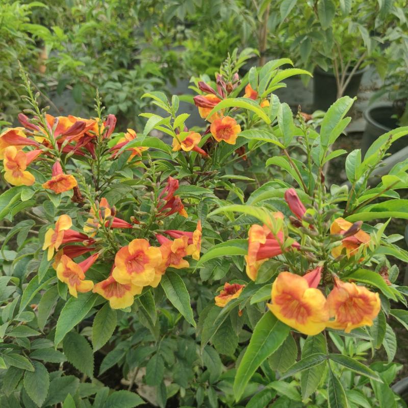 2302基地供应橙钟花盆栽1-2米高棒棒糖花境