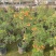 2302基地供应橙钟花盆栽1-2米高棒棒糖花境