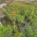 2302基地供应橙钟花盆栽1-2米高棒棒糖花境