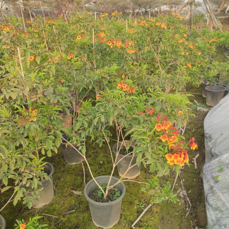 2302基地供应橙钟花盆栽1-2米高棒棒糖花境