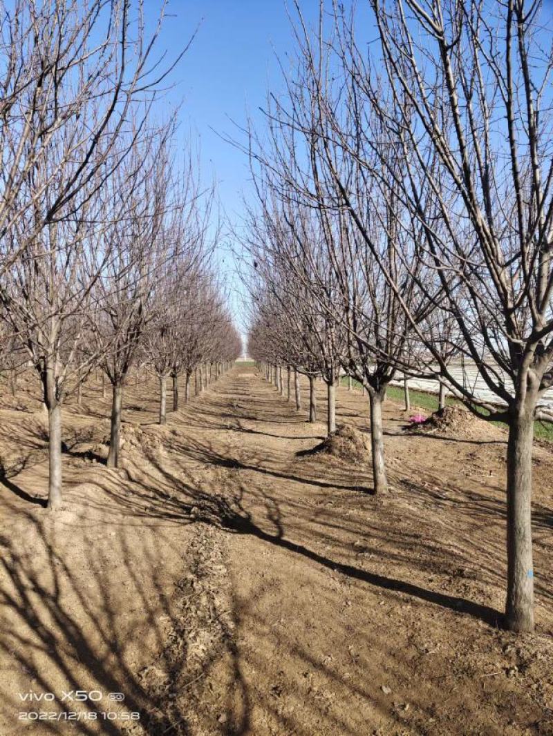 炫丽海棠绚丽海棠炫丽海棠绚丽海棠炫丽海棠