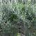 油橄榄一，二年生苗木，带容器15×13，品种齐全