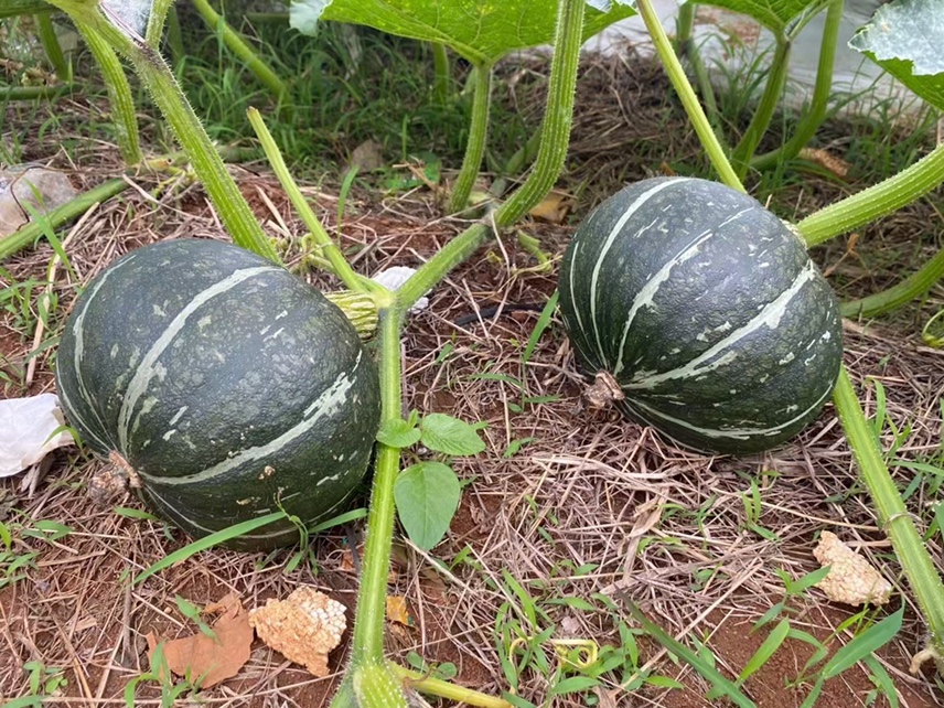 展示一道色香味俱佳的清炒板栗南瓜藤菜品 板栗南瓜藤料理成品图