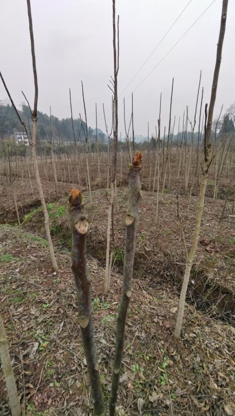 万亩红油香椿，红香椿原产地，香椿之乡，露天种植，绿色食材